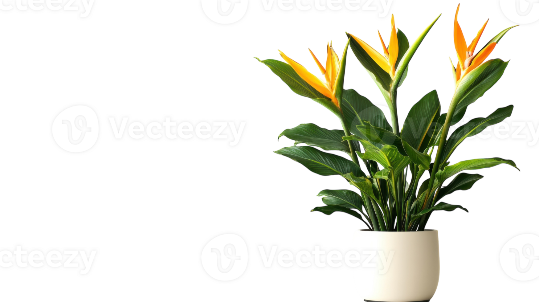 A bird of paradise plant in a white vase png