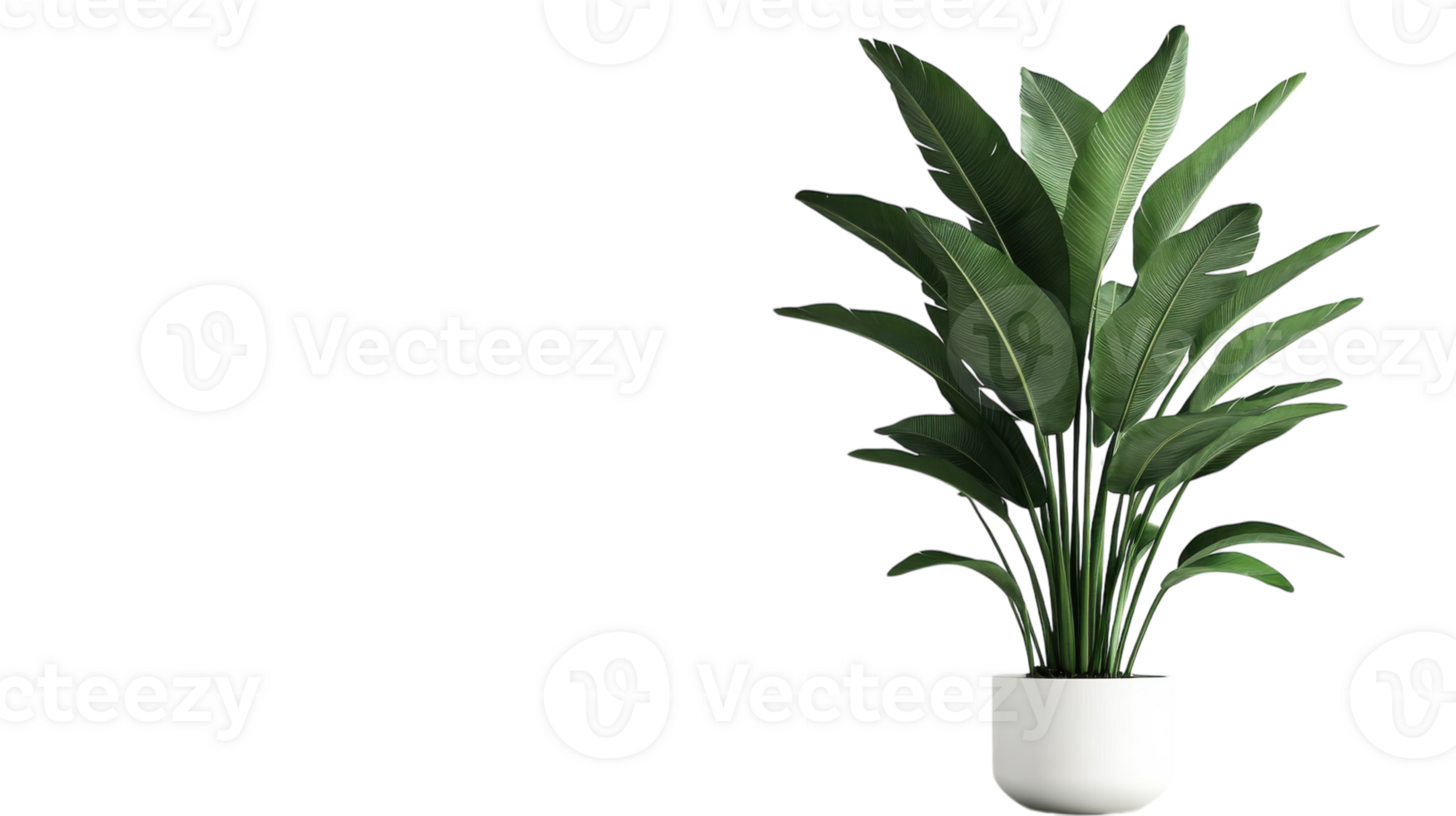A plant in a white pot on a black background png