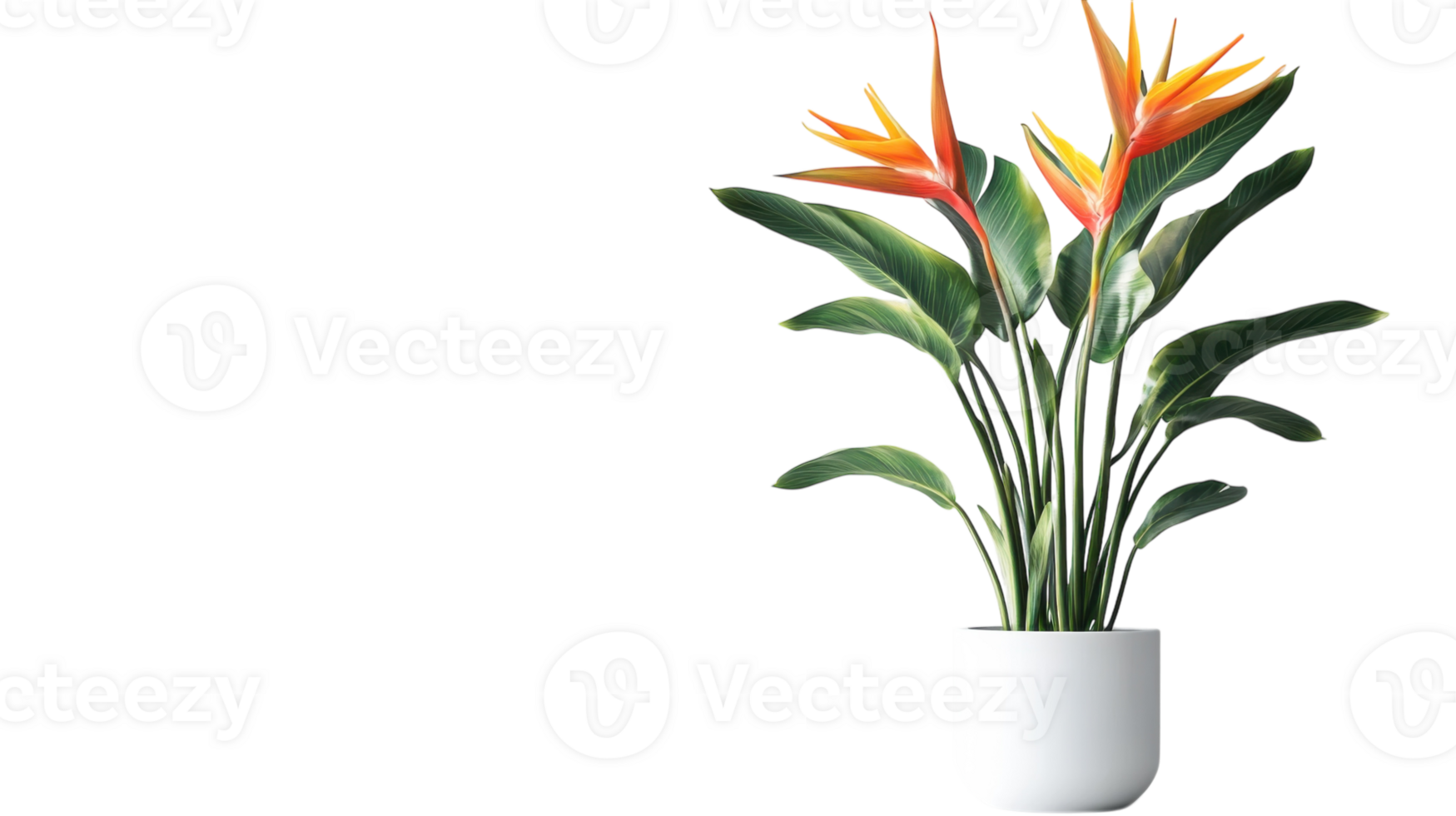 A bird of paradise plant in a white vase png