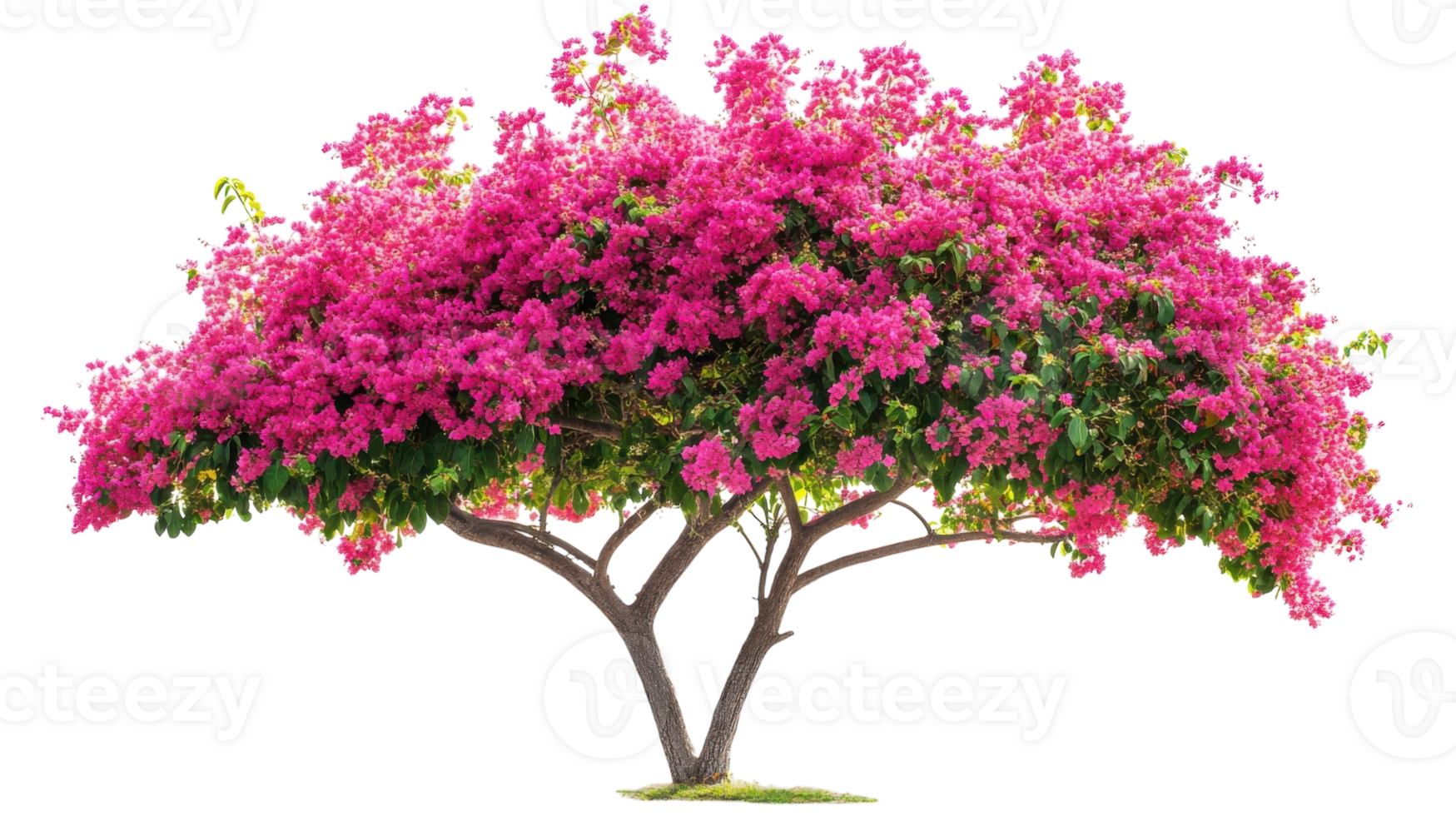 A pink tree with flowers on it png