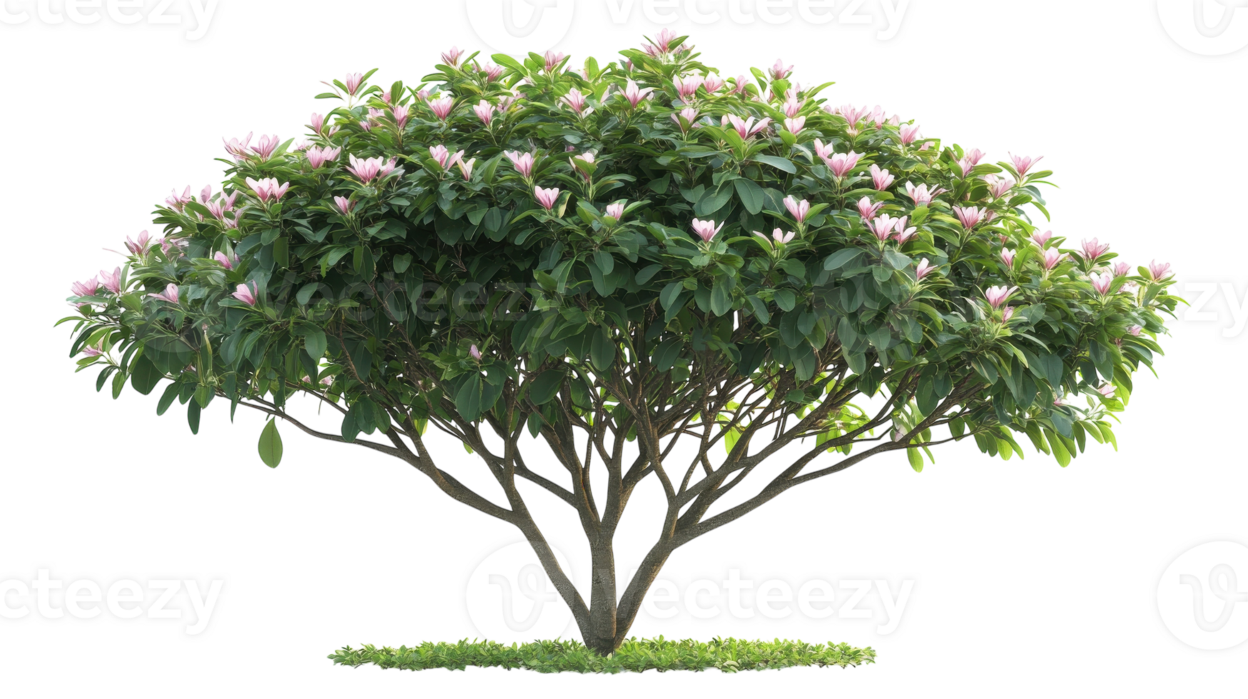 A tree with pink flowers on it png