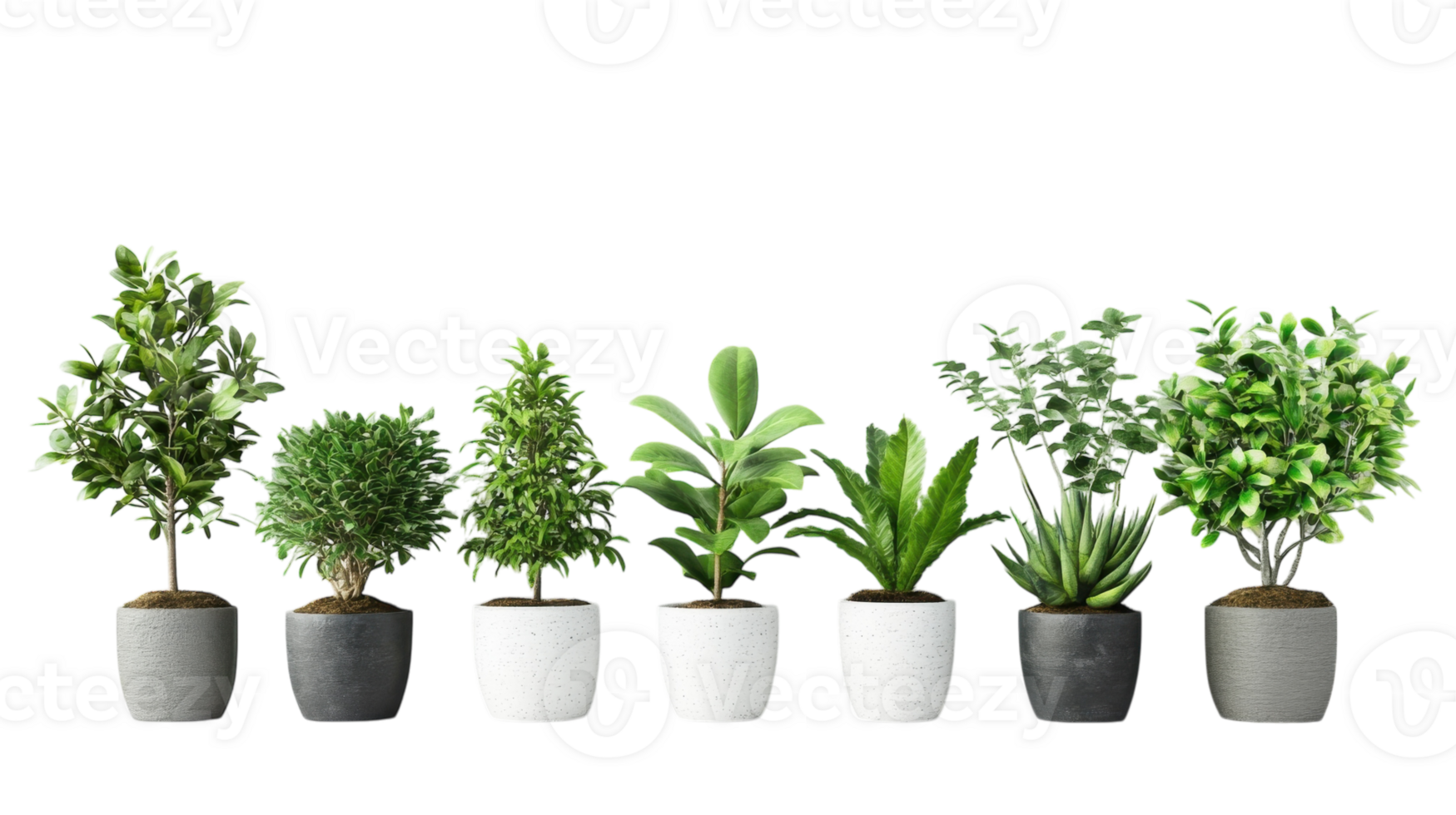 Discover a vibrant assortment of potted plants arranged in neat rows against a clean white background png