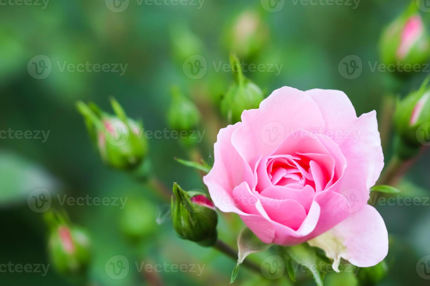 Soft pink rose Bonica with buds in the garden. Perfect for background of greeting cards for birthday, Valentine's Day and Mother's Day photo