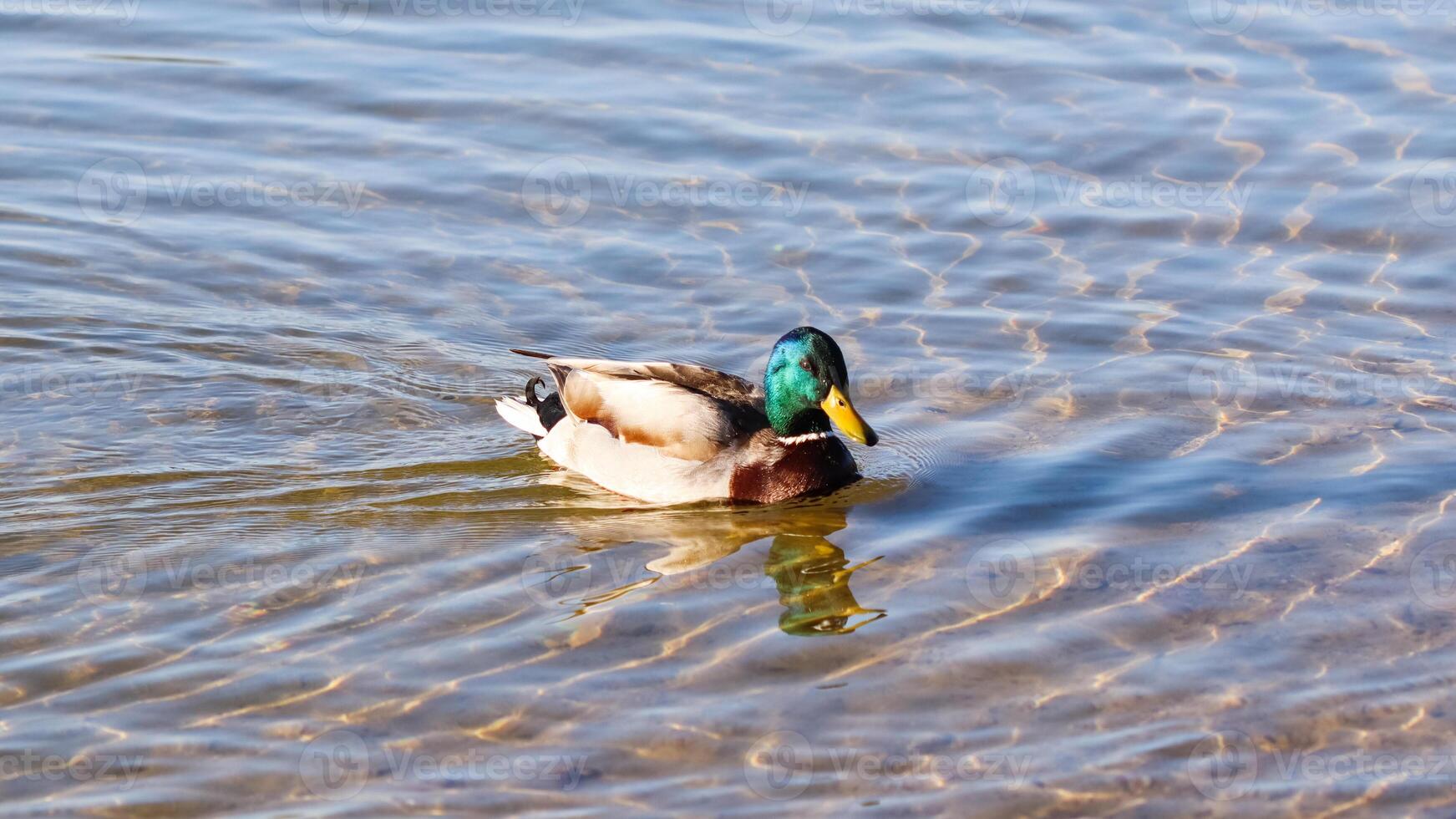 Mallard duck , Anas platyrhynchos swimming on a lake photo