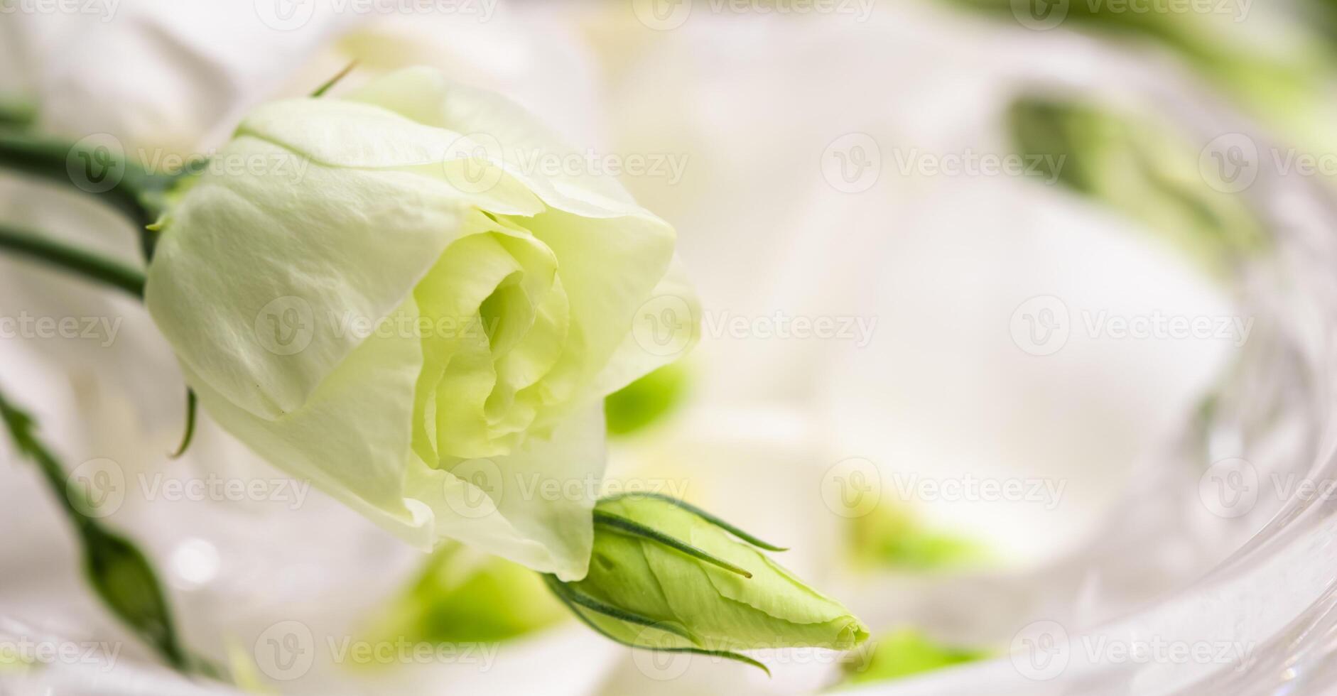 Soft focus, abstract floral background, white Eustoma flower with buds. Macro flowers backdrop for holiday brand design photo
