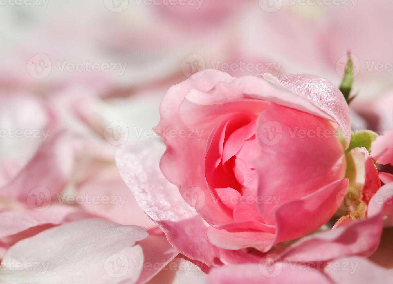 Soft focus, abstract floral background, bud of pink rose flower. Macro flowers backdrop for holiday brand design photo