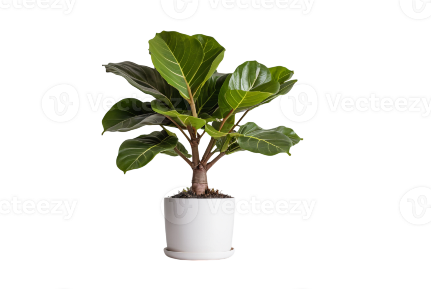 Ficus Lyrata or Fiddle leaf fig grown with care png