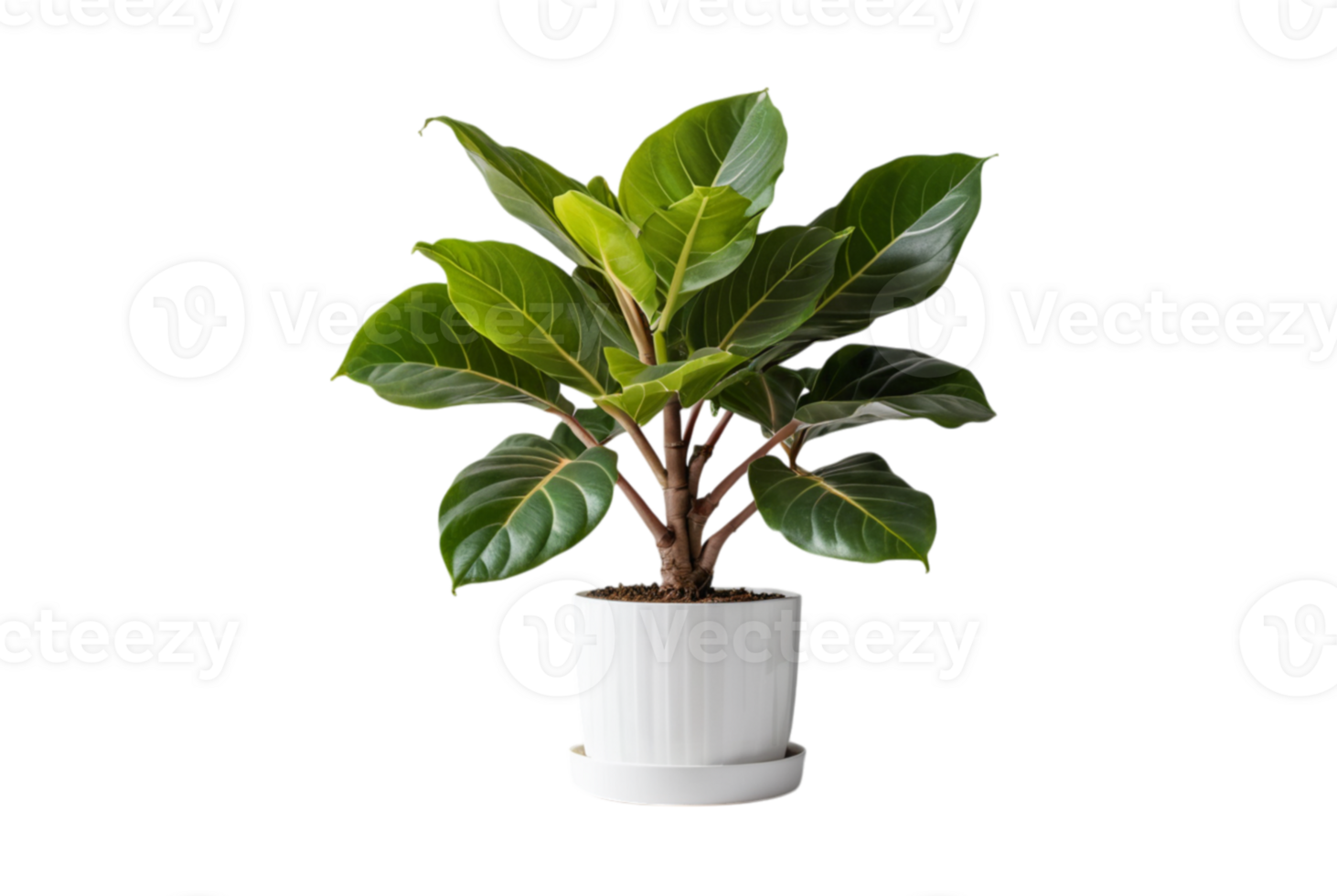 Ficus Lyrata or Fiddle leaf fig grown in large pots png