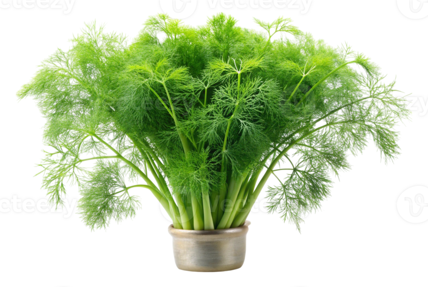 Fennel on a Pizza Delightfully png