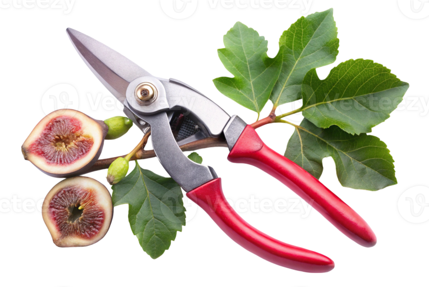 Fig pruner essentials for nurturing your fig trees png