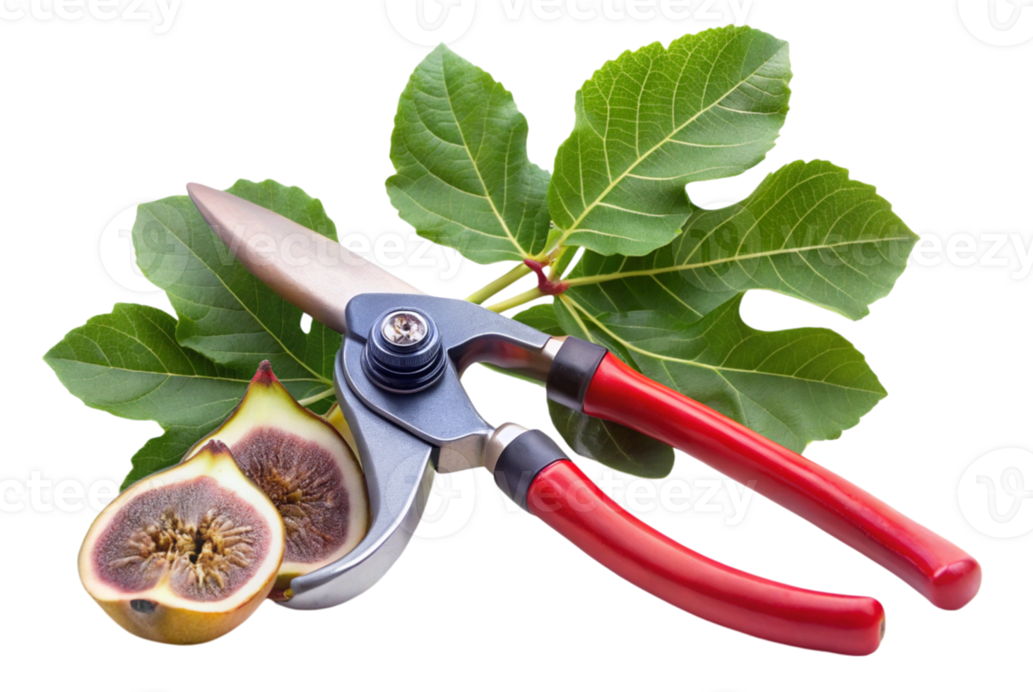 Fig pruner guide for successful tree maintenance strategies png