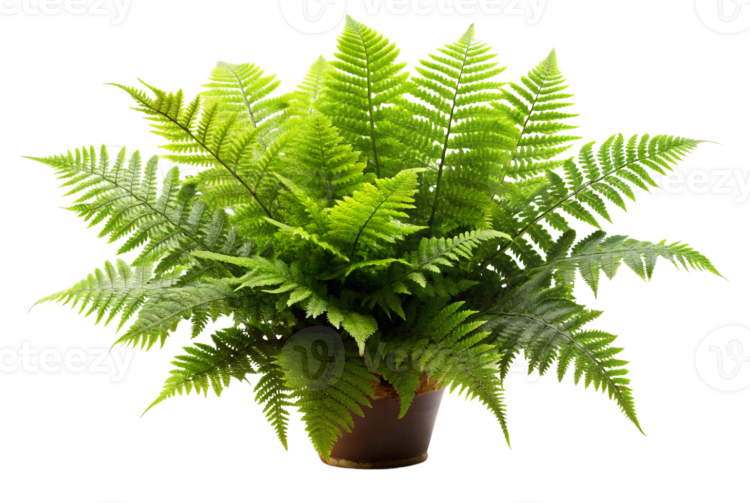 Fern Growth Provides Habitat for Wildlife and Insects png