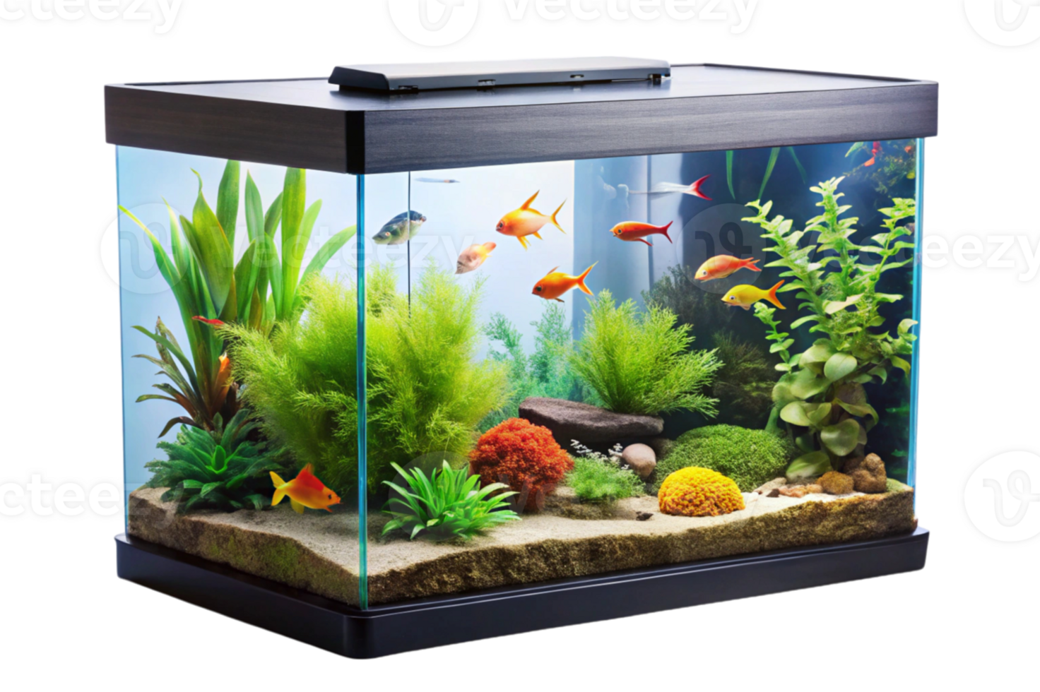 Fish Tanks Create Stunning Aquatic Displays png