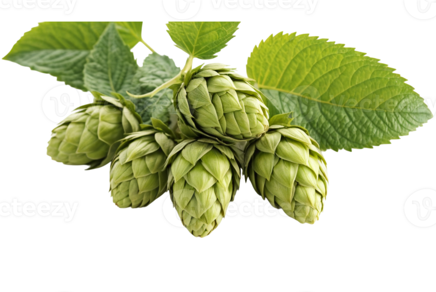 Fresh green hop cone plant vibrant life png