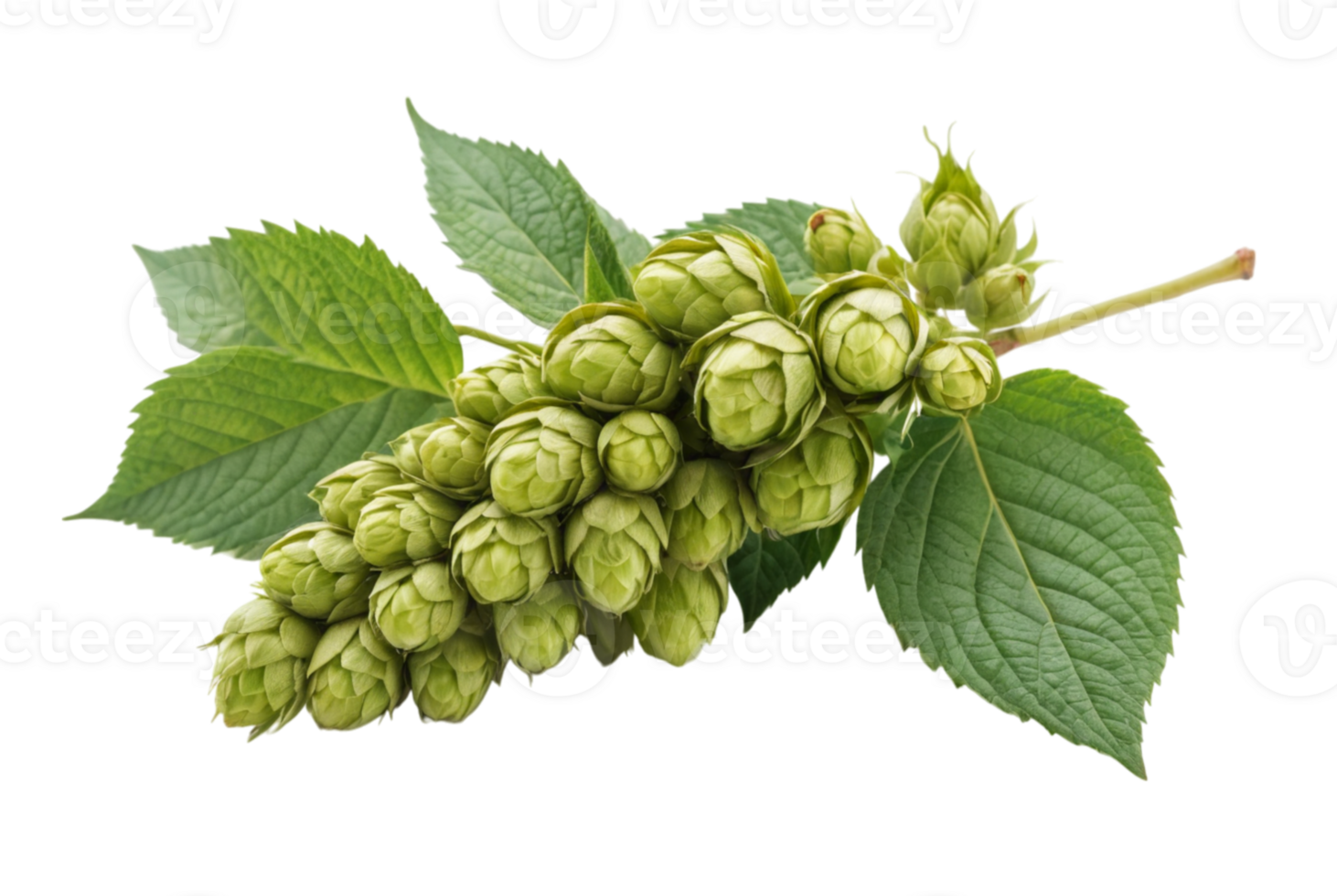Fresh green hop cone plant nature's gift png