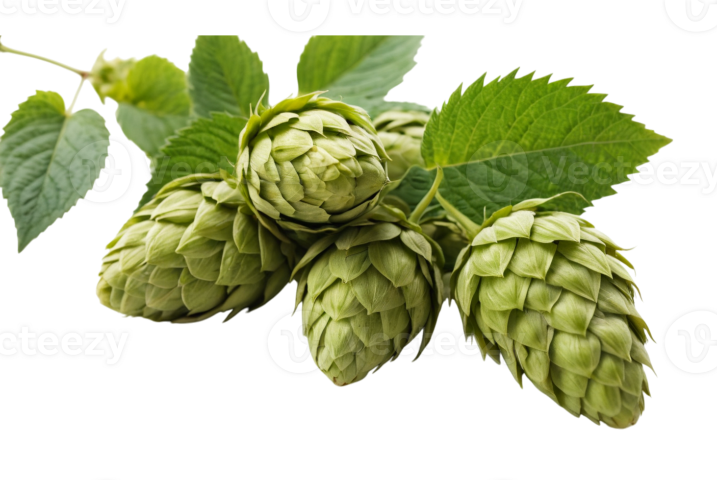 Fresh green hop cone plant growing strong png