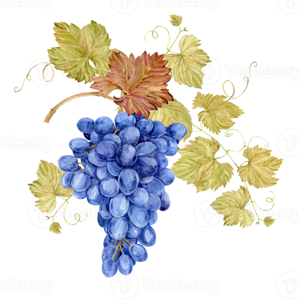 Watercolor branch with blue grapes. Illustration of purple fruits, leaves and branches isolated on white background. Berries for wine, juice, jam labels. Clipart for winery, cafe, restaurant. png
