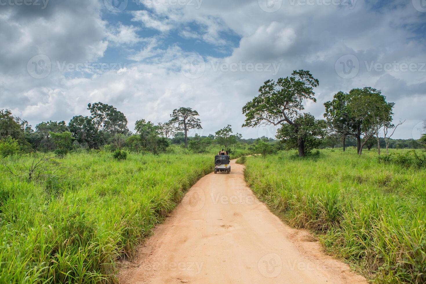 A safari jeep driving through the dense jungle of Yala National Park in Sri Lanka. A variety of animals such as elephants, leopards, and birds can be seen in the wild, photo