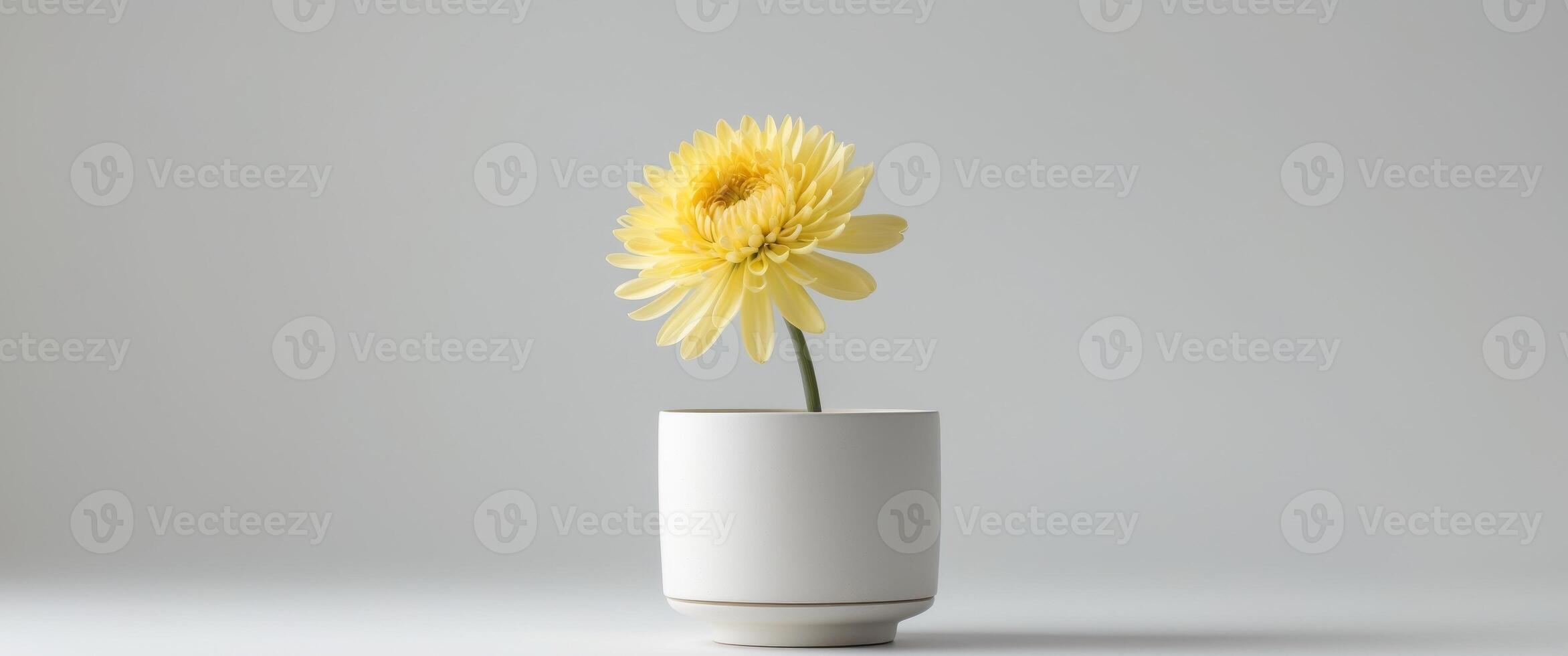 Vibrant Yellow Chrysanthemum in White Pot. photo