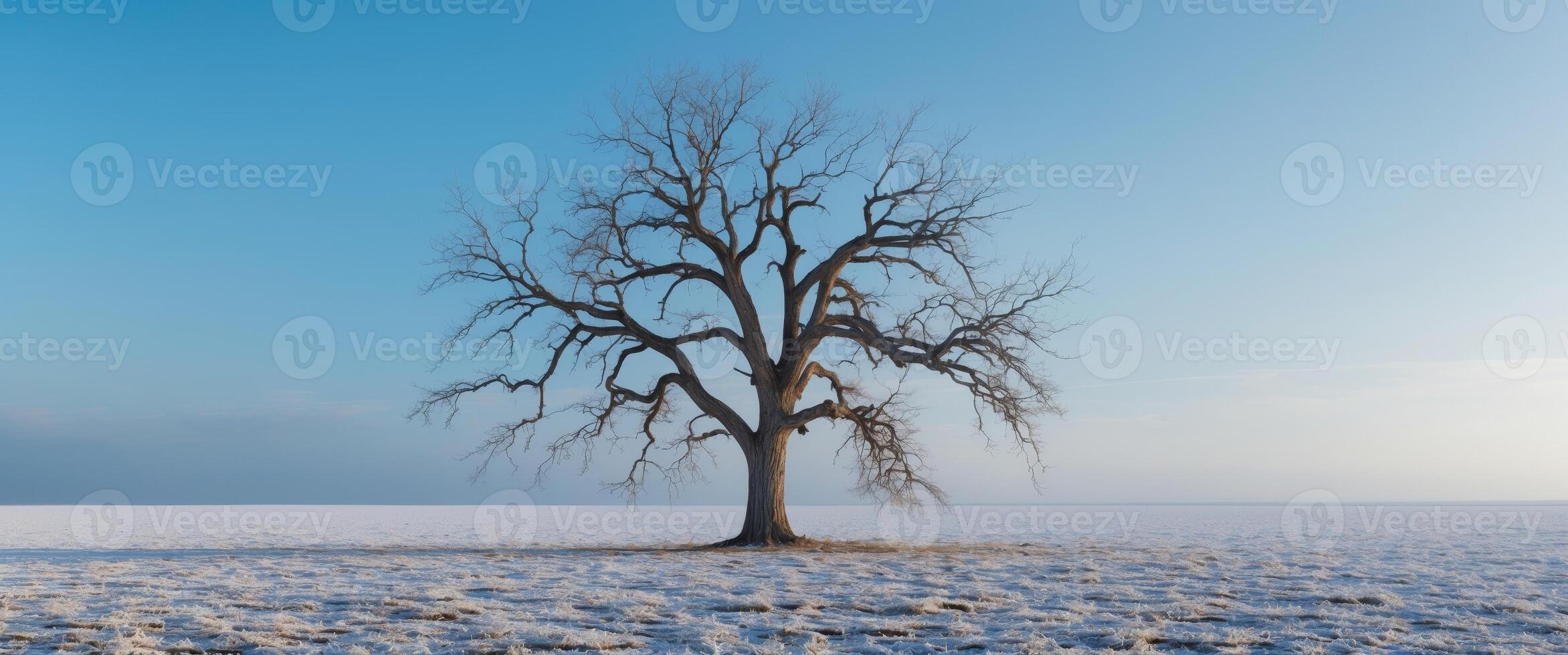 Leafless tree standing in the middle of a dry field under a clear blue sky photo
