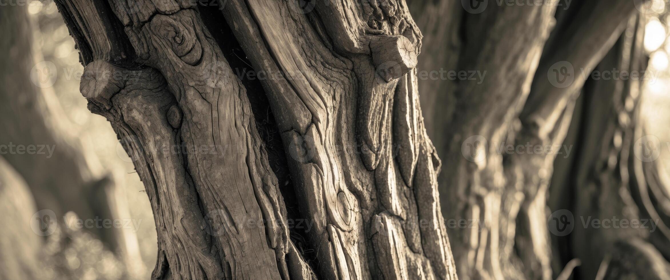 Macro Texture of an Old Tree Trunk in Natural Light photo