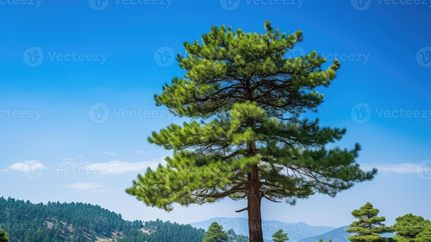 needles green pine trees photo