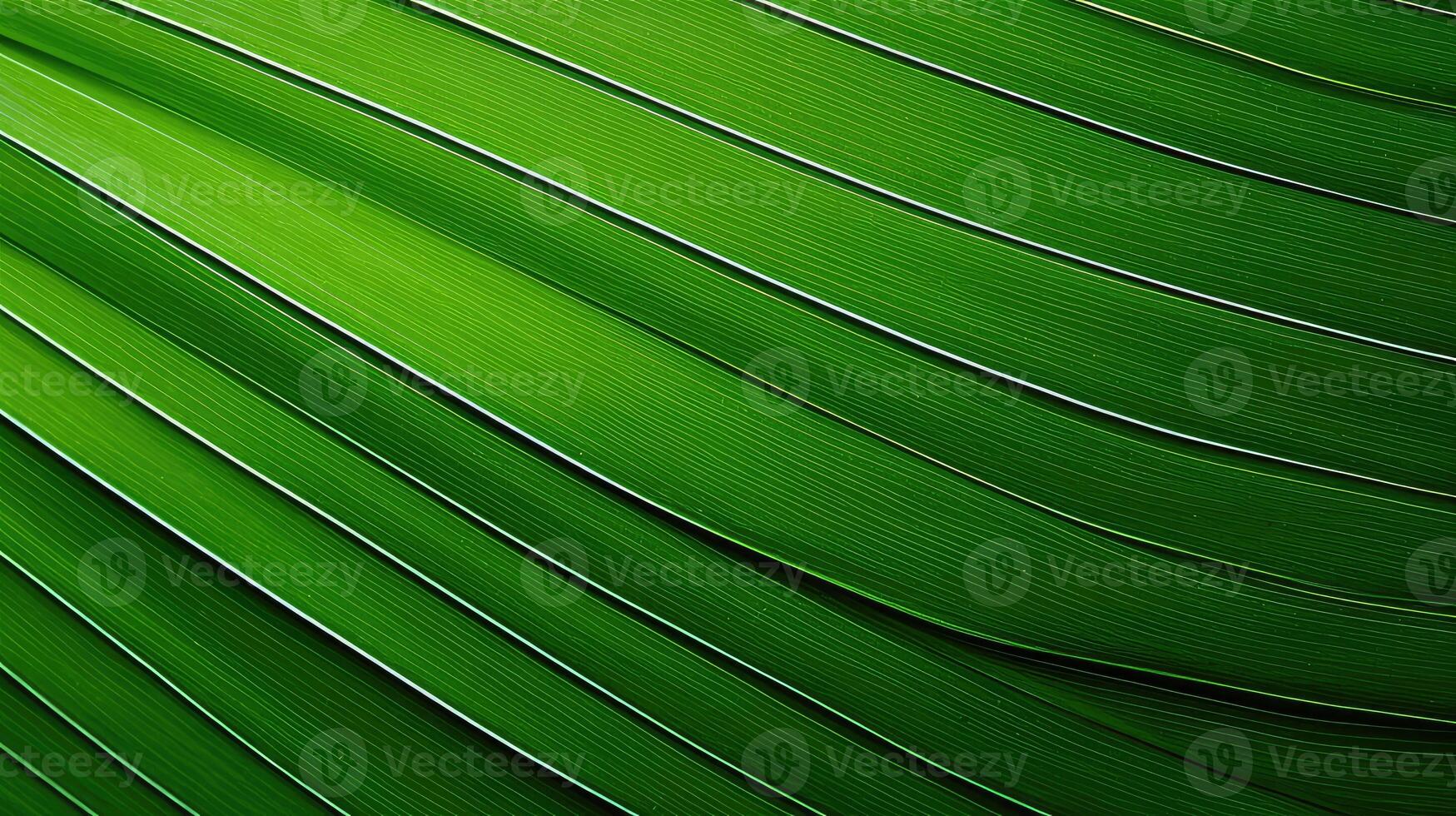 lines palm leaf texture photo