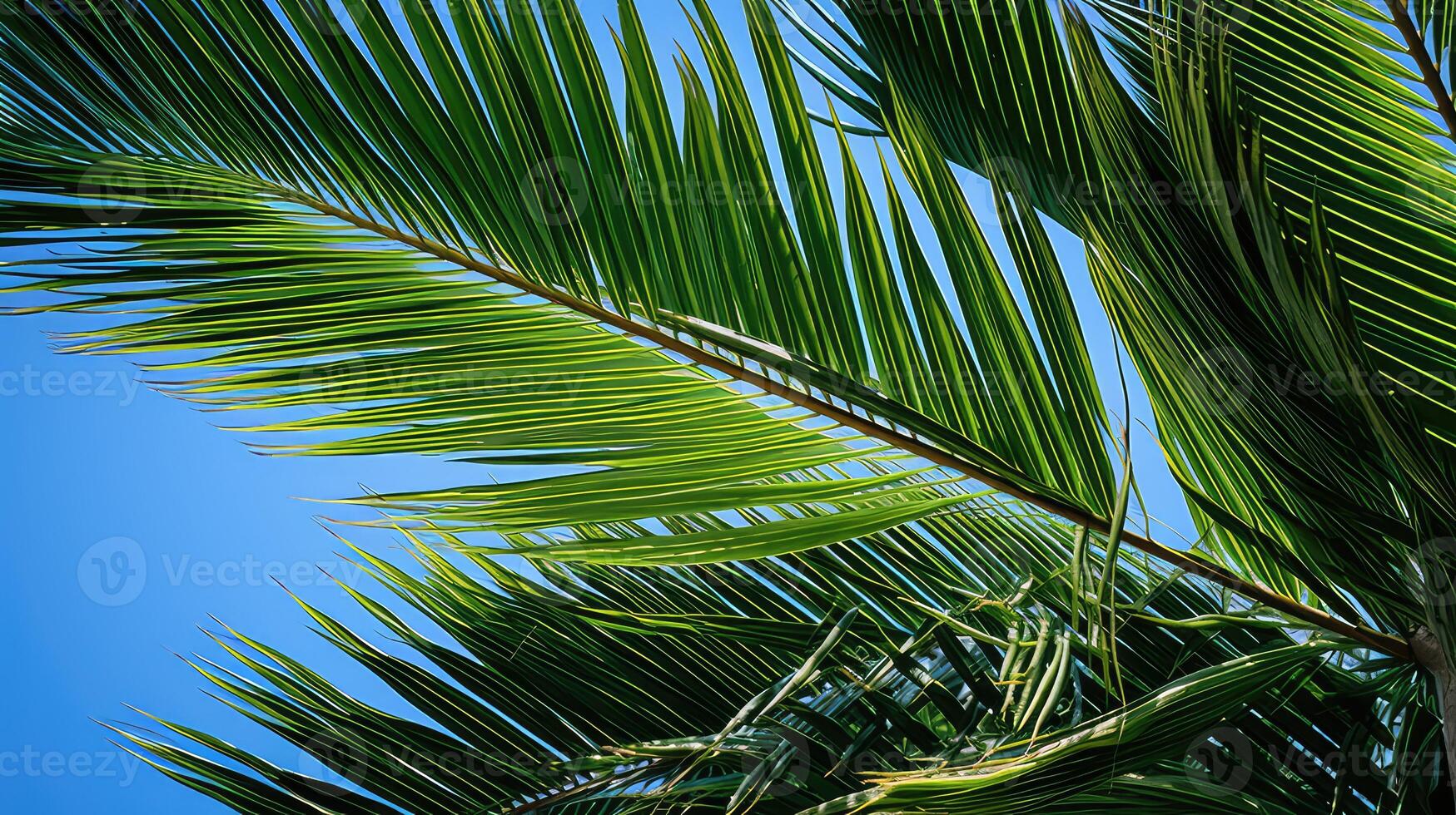 tropical palm tree leaves photo