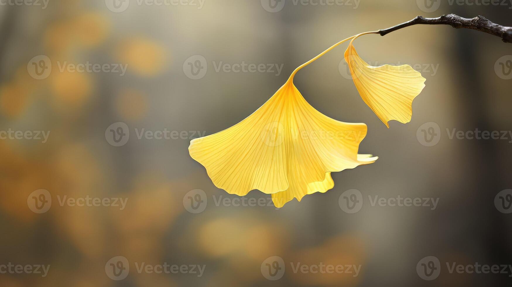 breeze ginkgo leaves photo