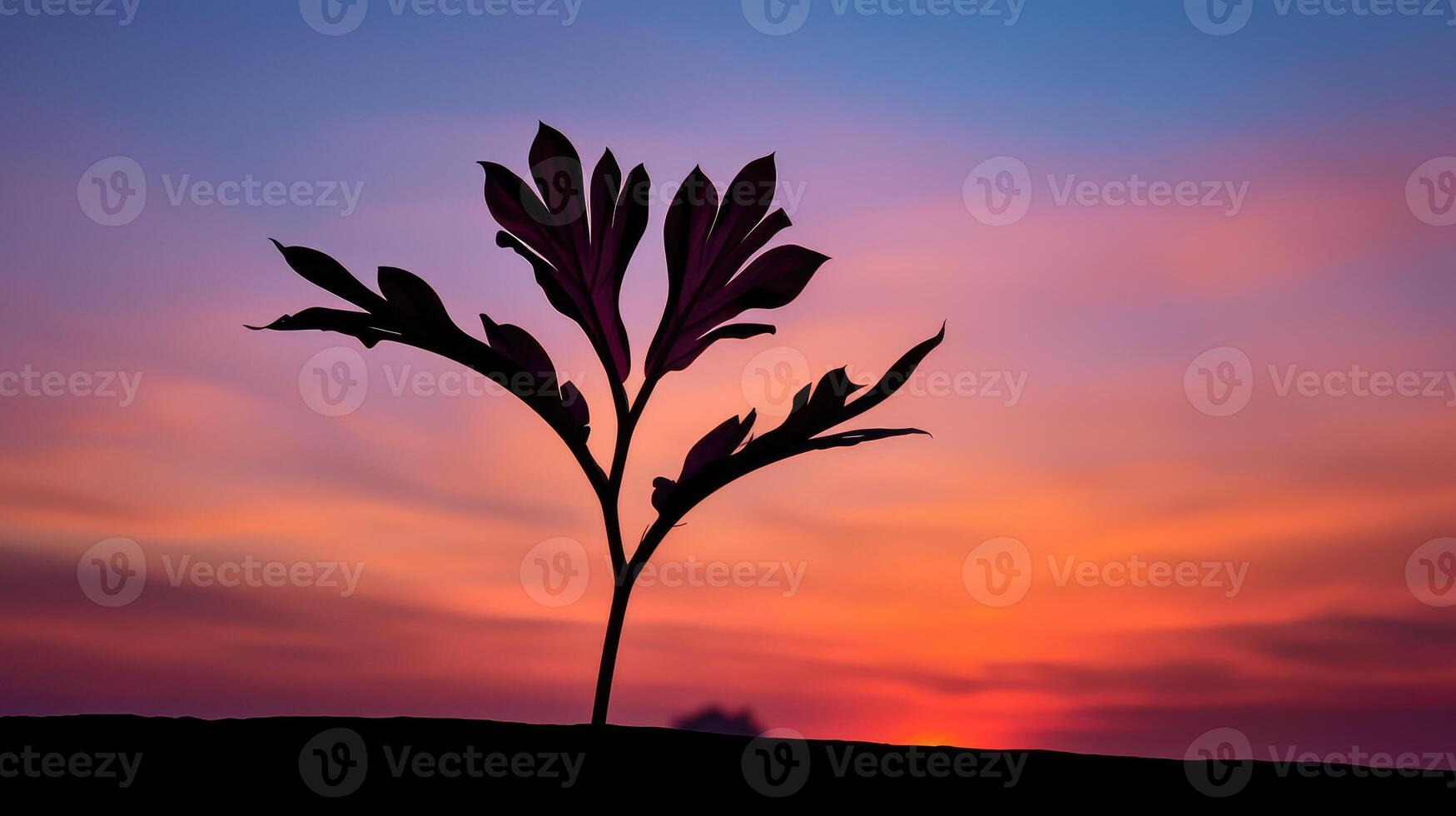contrast plant shadow photo