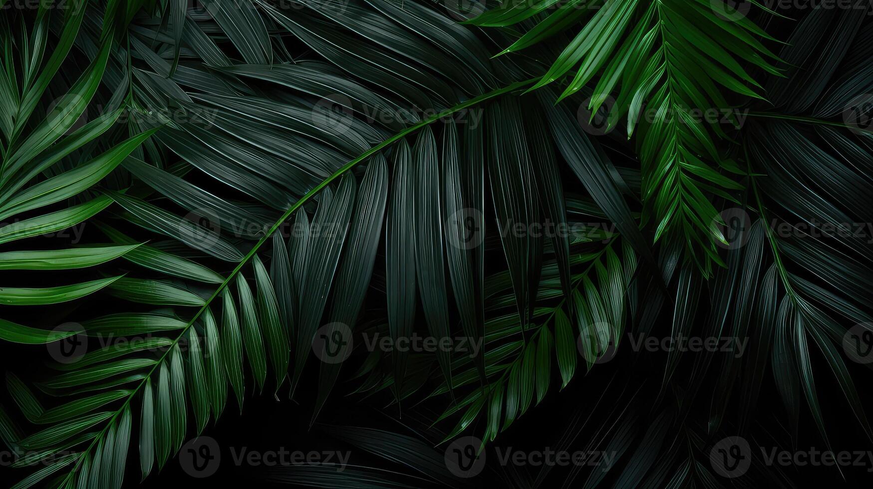 contrast black palm leaf photo