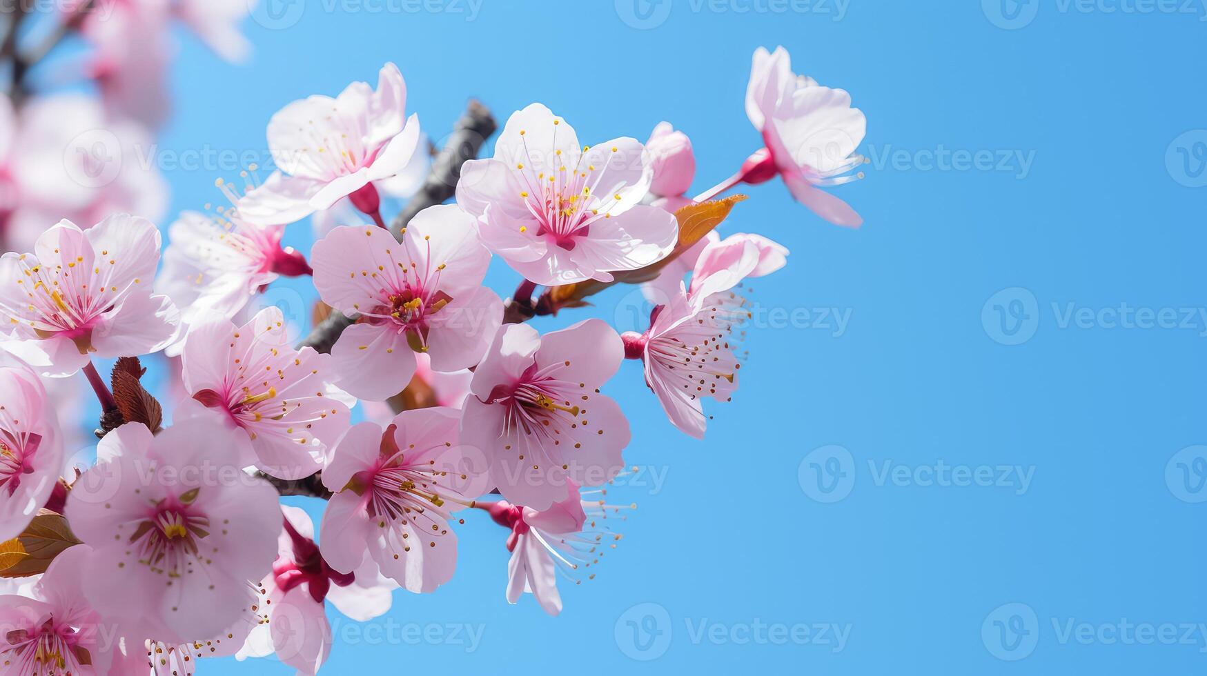 sky cherry blossom blue photo