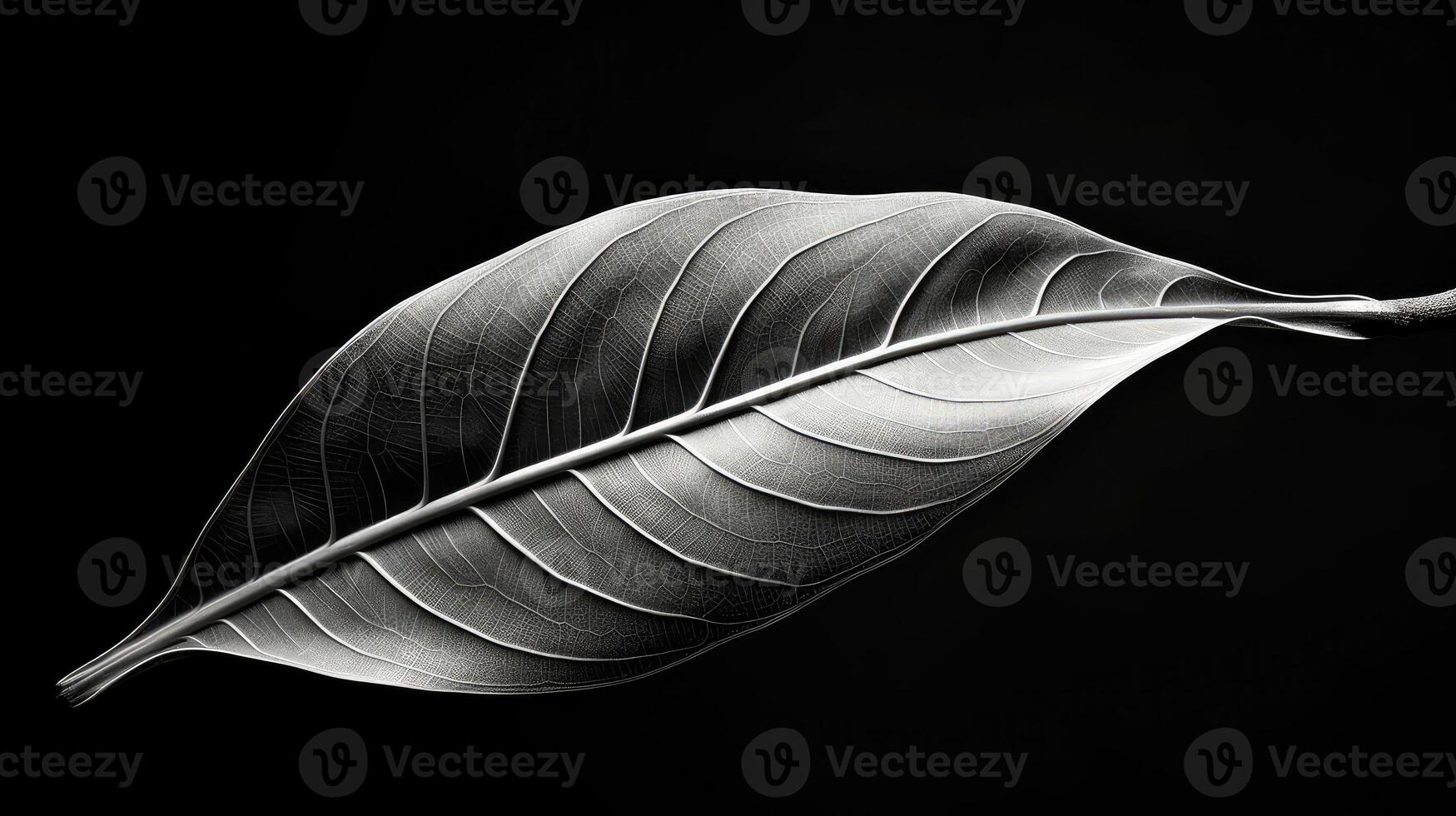 black magnolia leaf photo