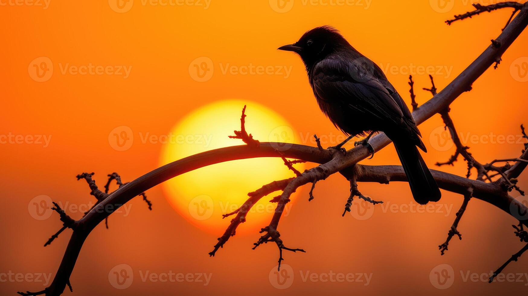 tree black bird silhouette photo