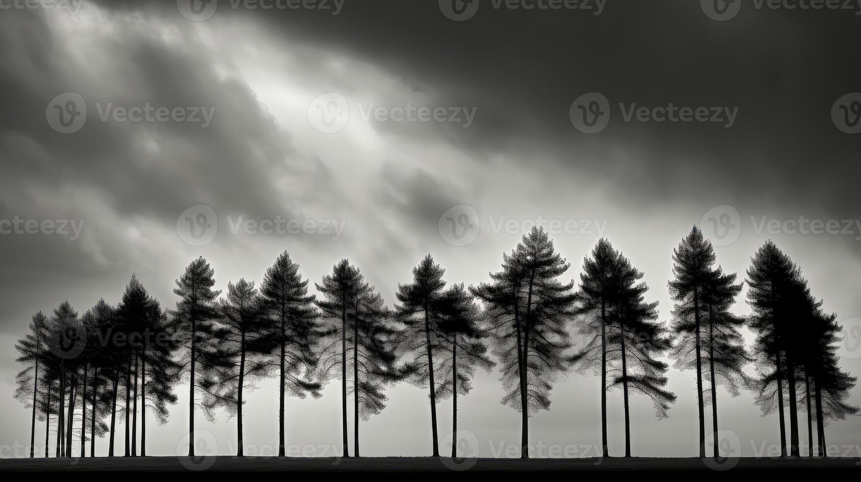silhouette black and white tree photo