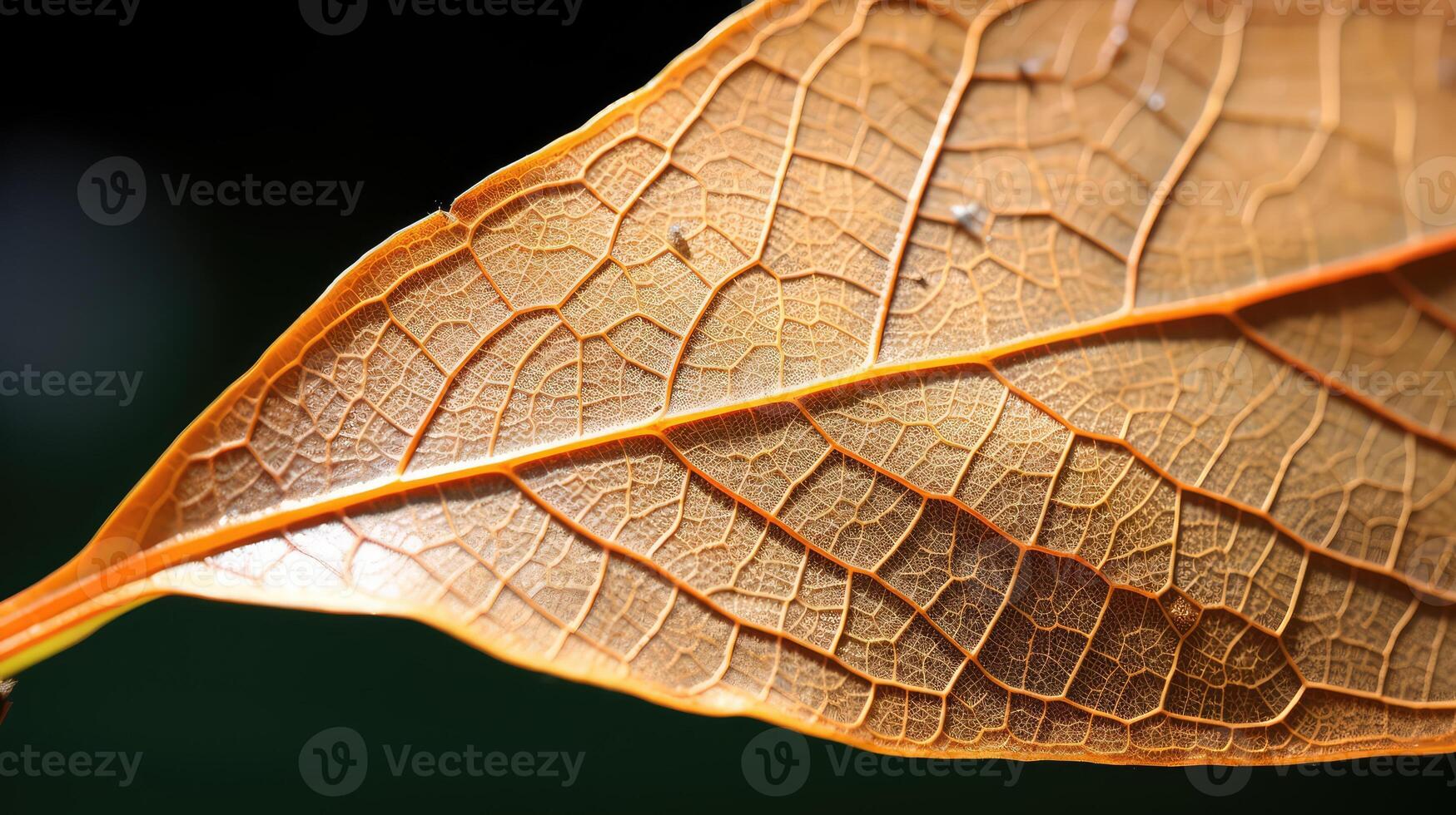 decay peach leaf photo