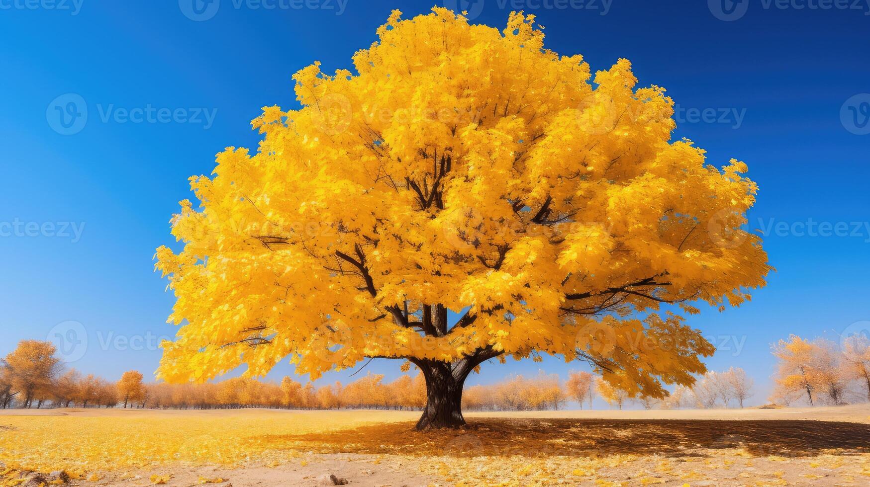 yellow fall autumn leaves photo