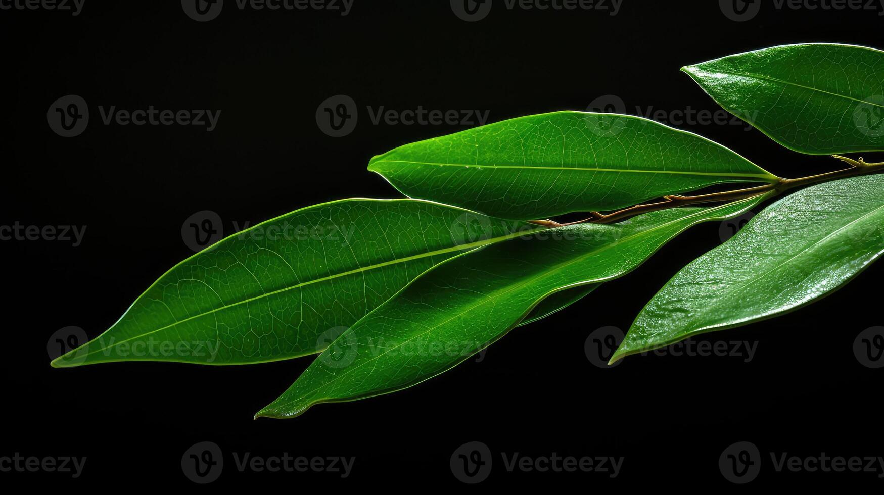 texture argan leaf photo