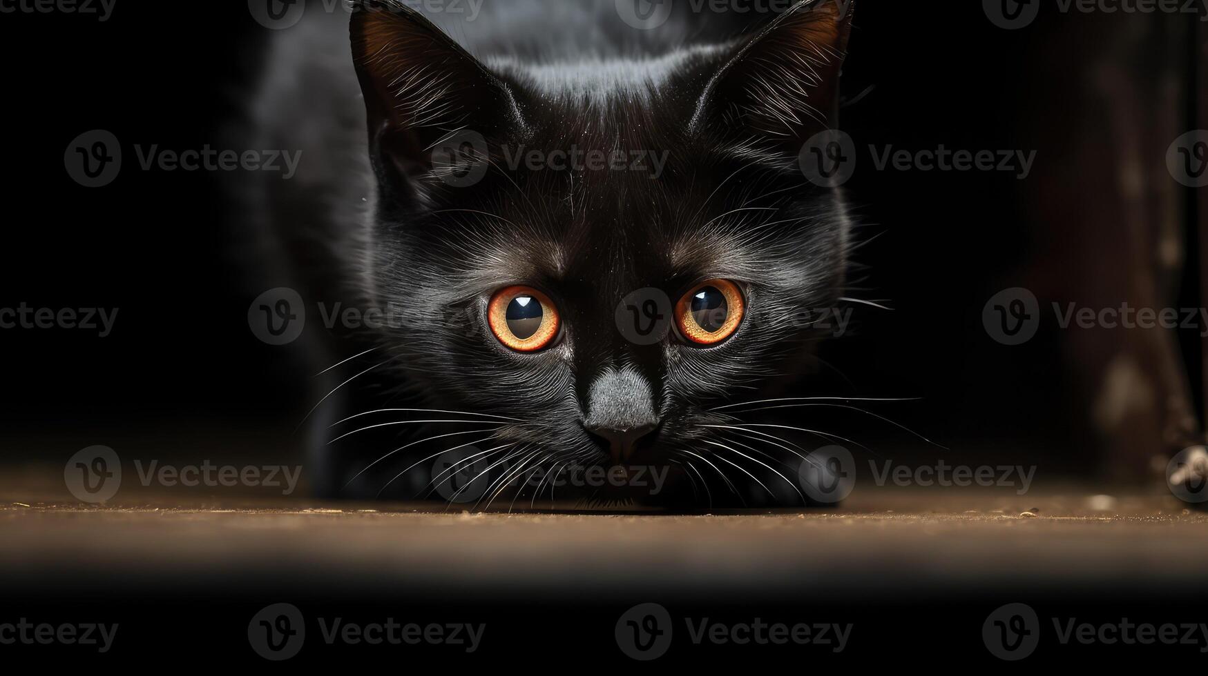 playful cat black photo