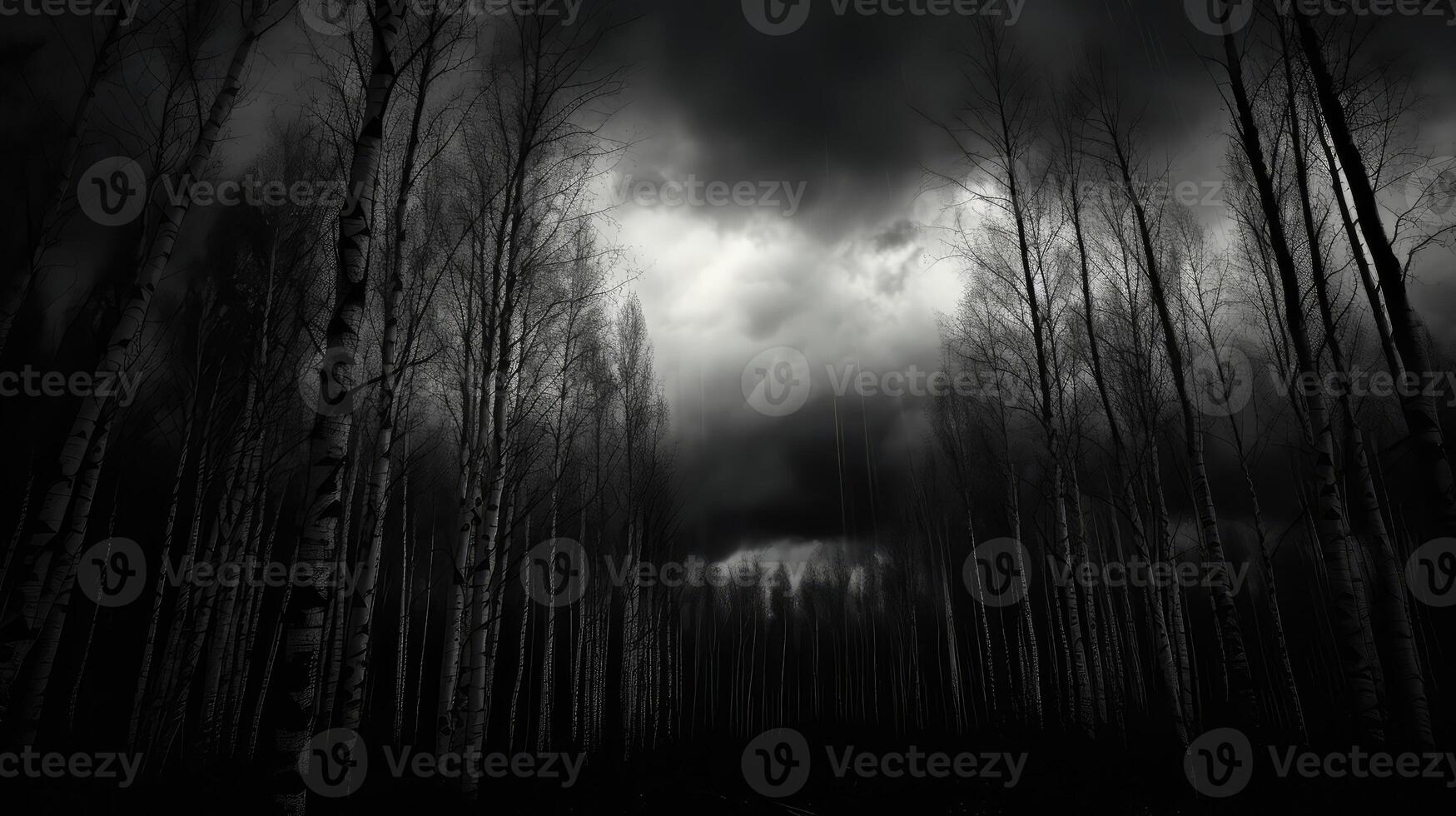 forest birch tree silhouette photo