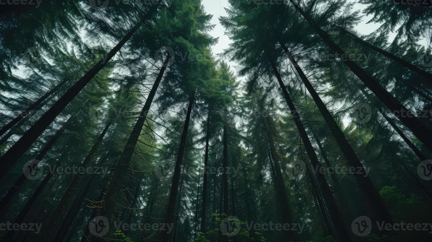 green fir tree photo
