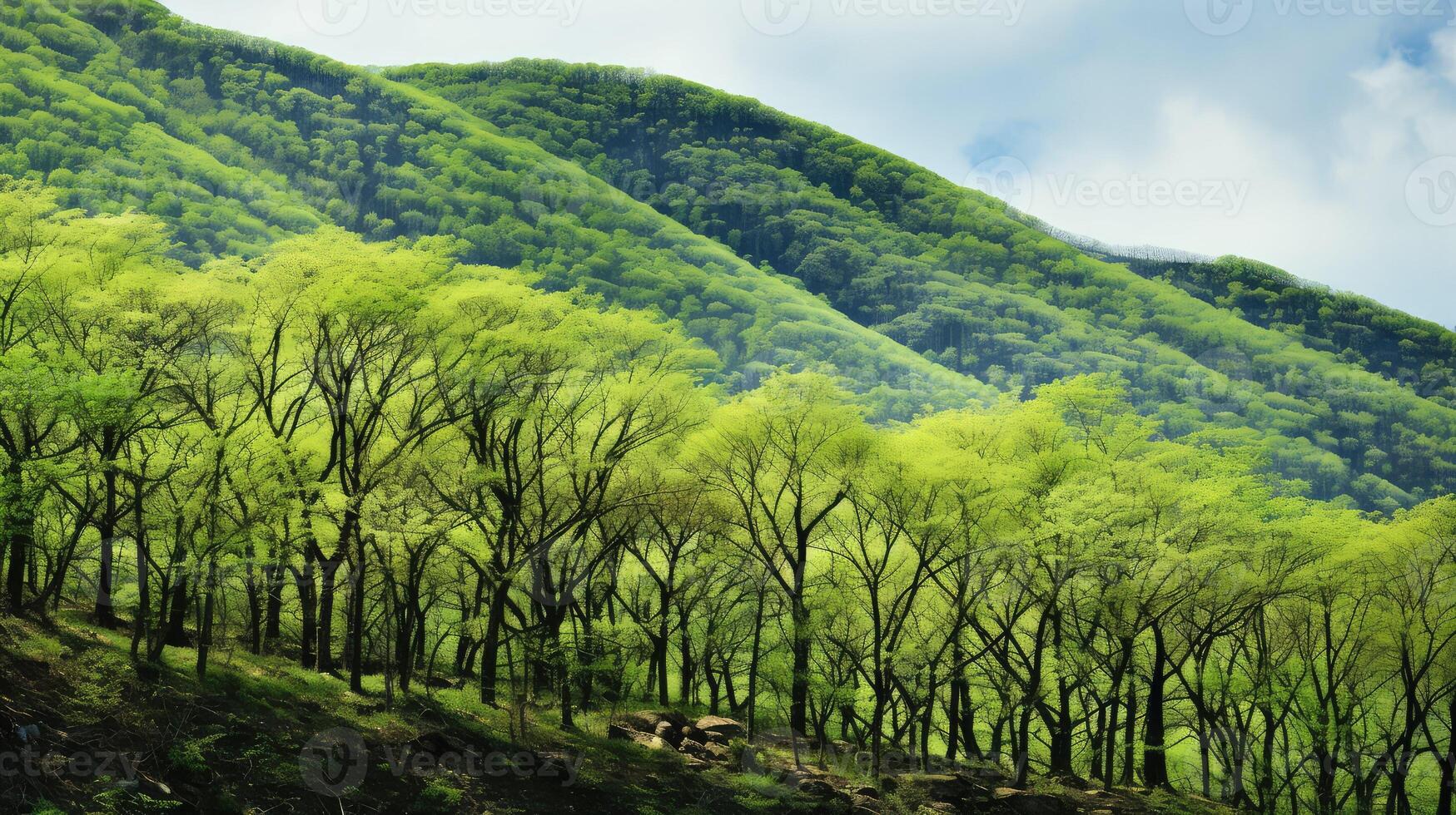green mountain tree line photo