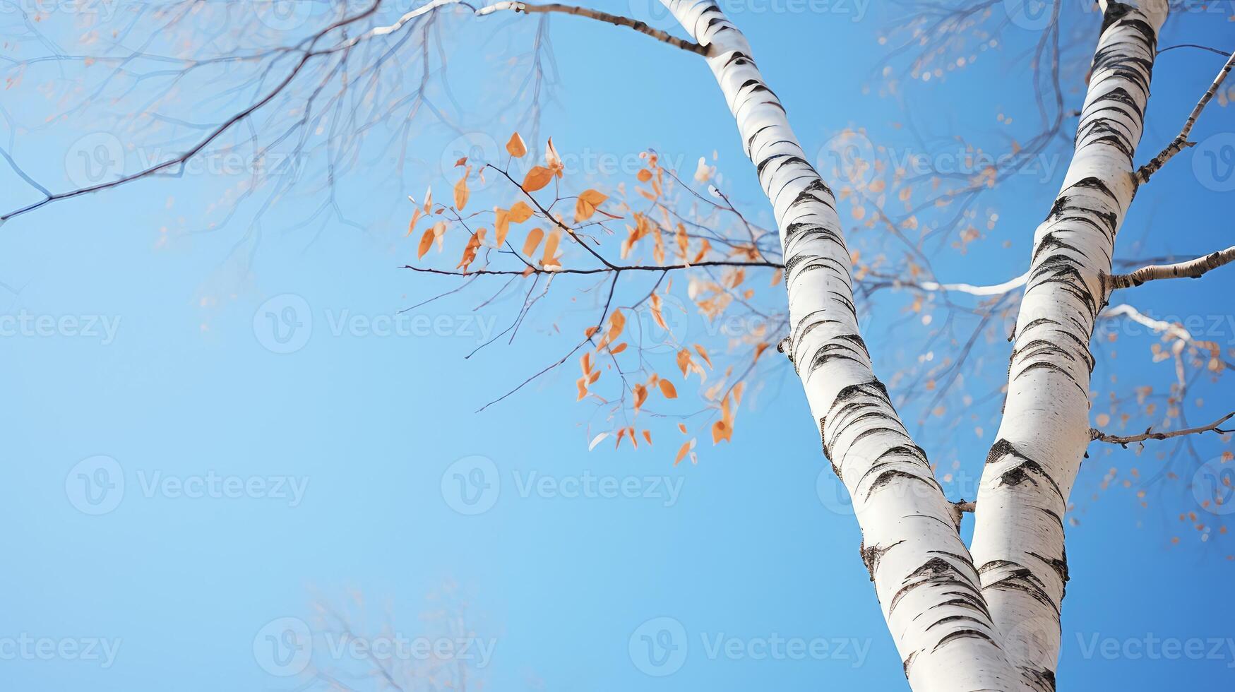 branches birch trees photo