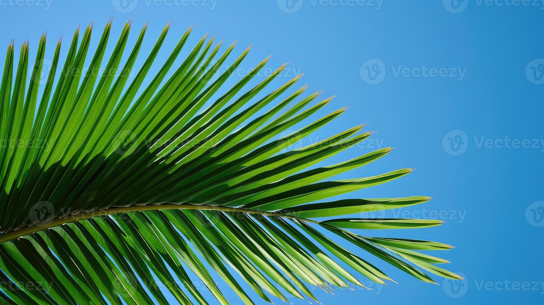 frond tropical plant leaves photo
