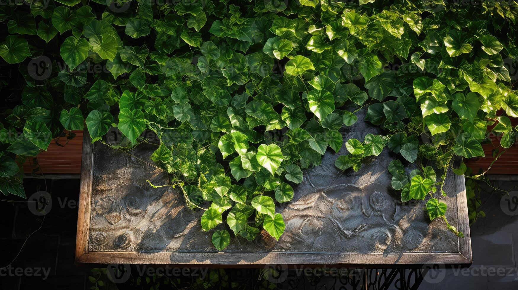 ivy top view table plant photo