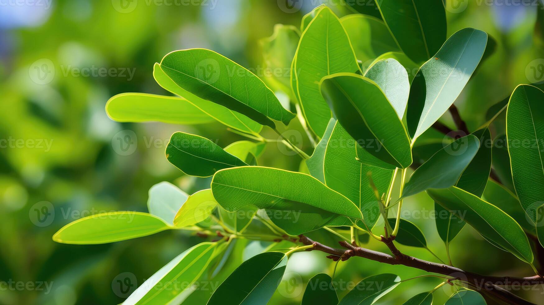 leaves sandalwood tree photo