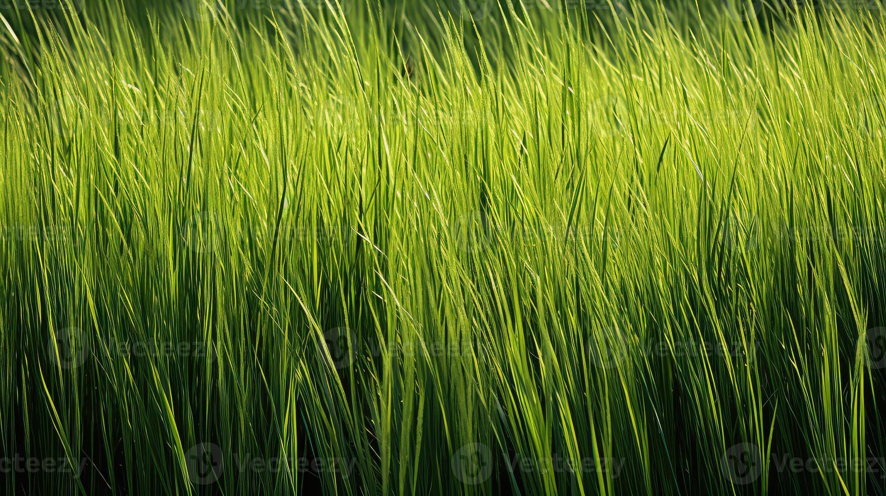patterns green stripes photo