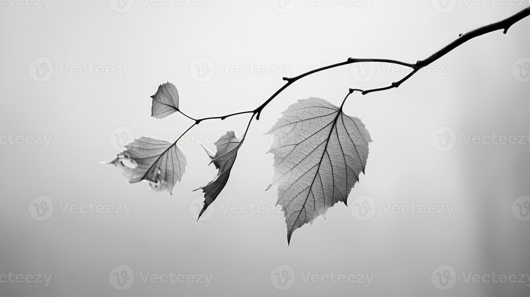 photo fall leaves black and white