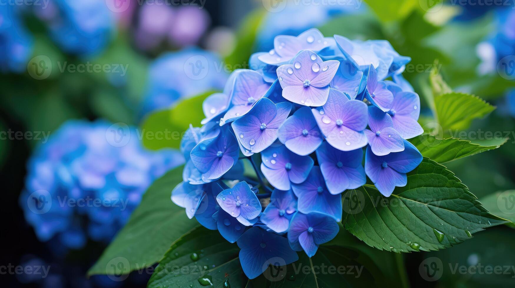 cluster hydrangea blue photo