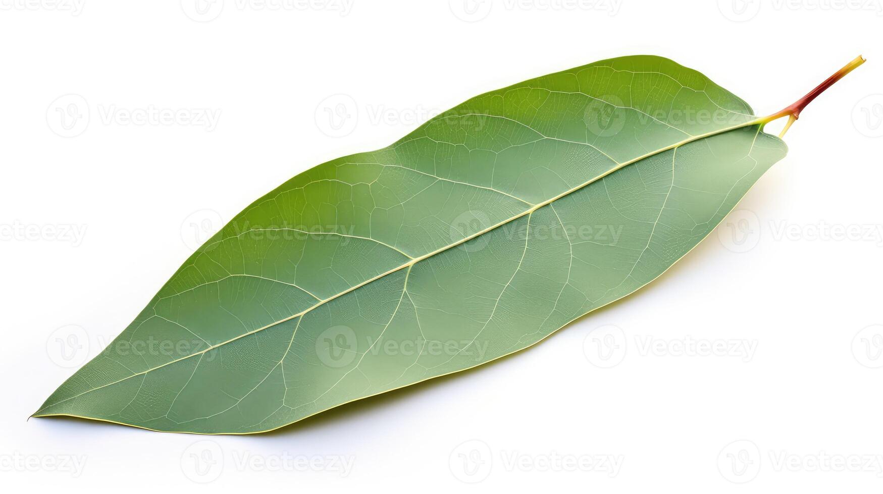 vibrant eucalyptus leaf isolated photo